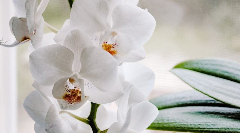 Pěstování orchidejí: to nejzásadnější, co je třeba vědět