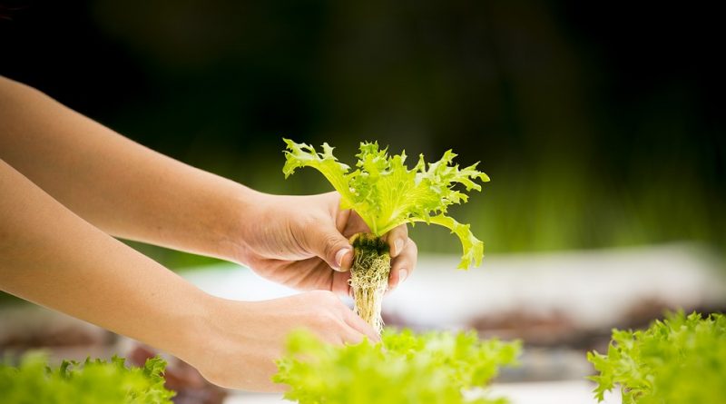 Tipy pro pěstování zeleniny. Vypěstujte si šťavnatá rajčata a skvělé okurky